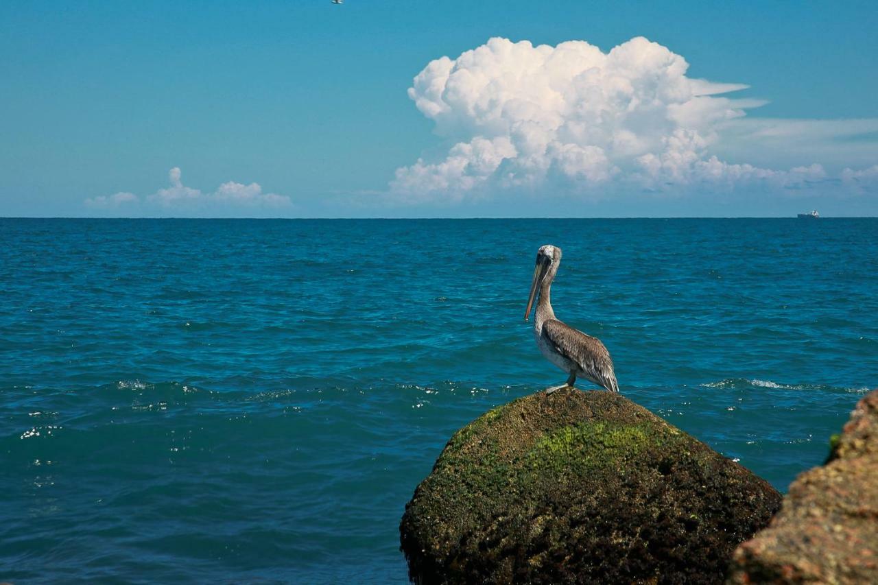 Island Serenity เซาท์ปาเดรไอส์แลนด์ ภายนอก รูปภาพ